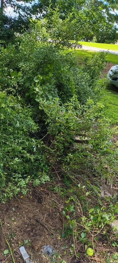 Professional yard cleanup service experts serving Olive Hill, KY - Webb's Stump Grinding And Removal