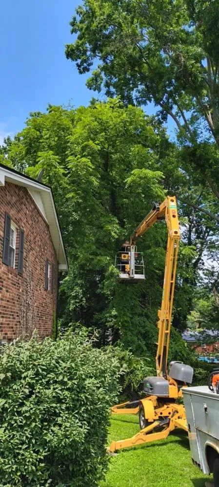 Professional landscape design experts serving Olive Hill, KY - Webb's Stump Grinding And Removal
