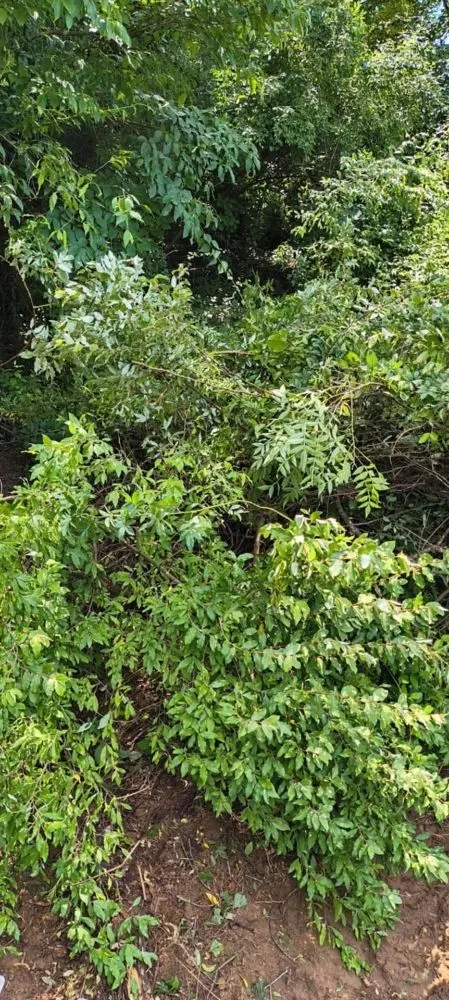 Custom yard maintenance near you across Olive Hill, KY - Webb's Stump Grinding And Removal