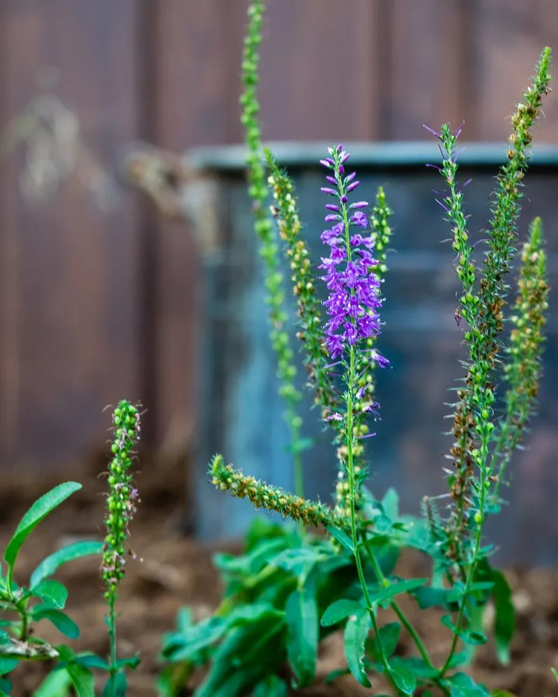 Expert garden landscaping experts serving Belgrade, MT - Webby Landscaping