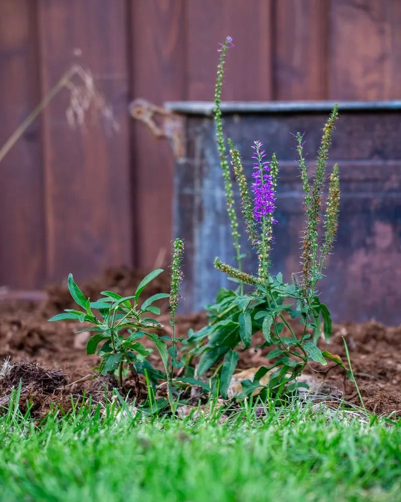 Top-rated lawn mowing service for homes in Belgrade, MT by Webby Landscaping