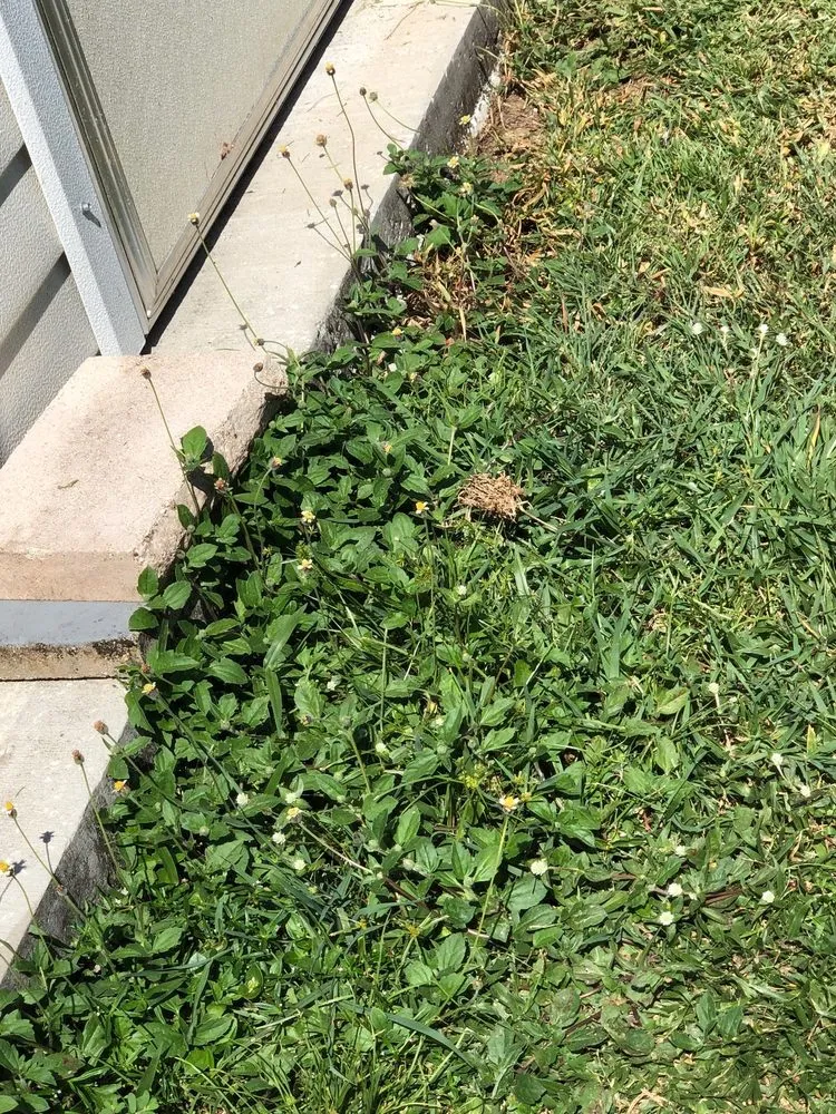 Local yard cleanup service in Winter Haven, FL by Weber Environmental Services