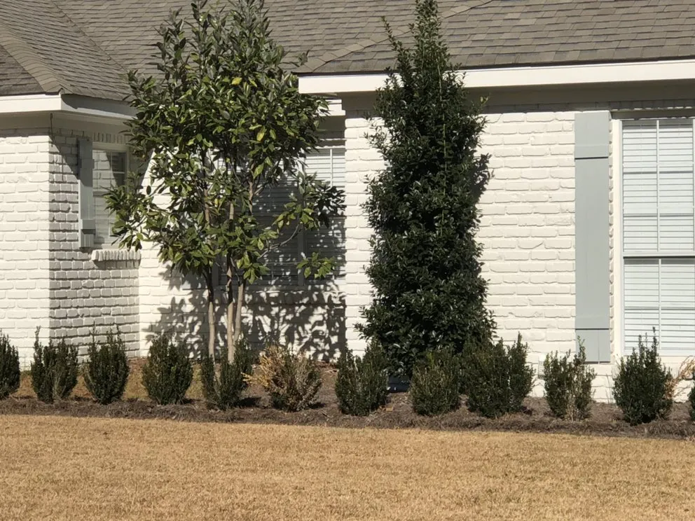 Affordable yard cleanup service in Petal, MS by Weber’s Lawn Care