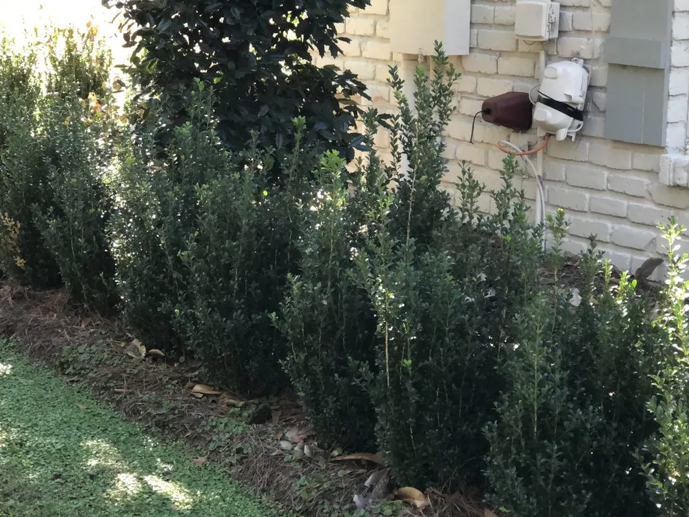 Reliable landscaping services in Petal, MS by Weber’s Lawn Care