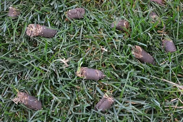 Webster Calhoun Irrigation & Lawn Services