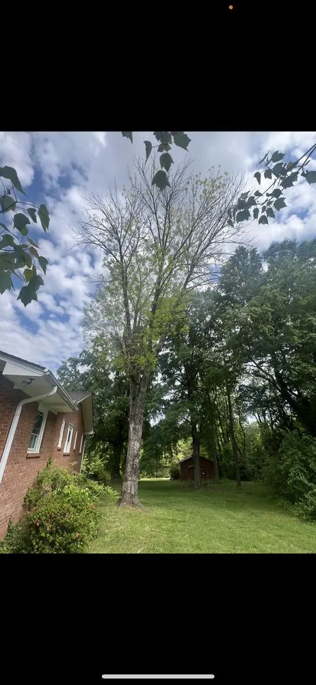 Expert residential landscaping for beautiful yards in Greensboro, NC by Webster Landscapes