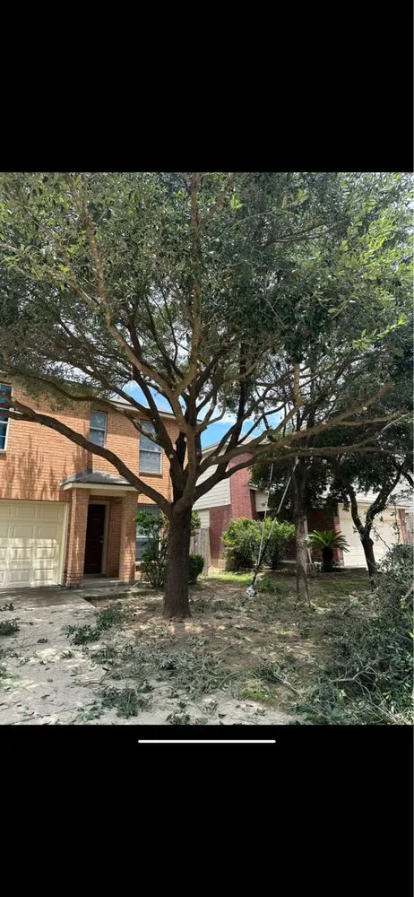 Top-rated yard maintenance in Schertz, TX - WeCare Tree Care