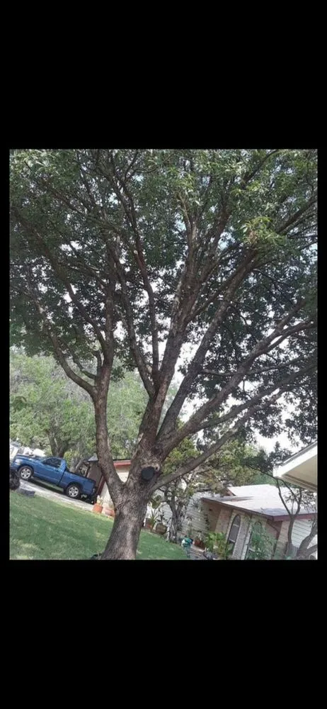 Trusted yard cleanup service in Schertz, TX by WeCare Tree Care