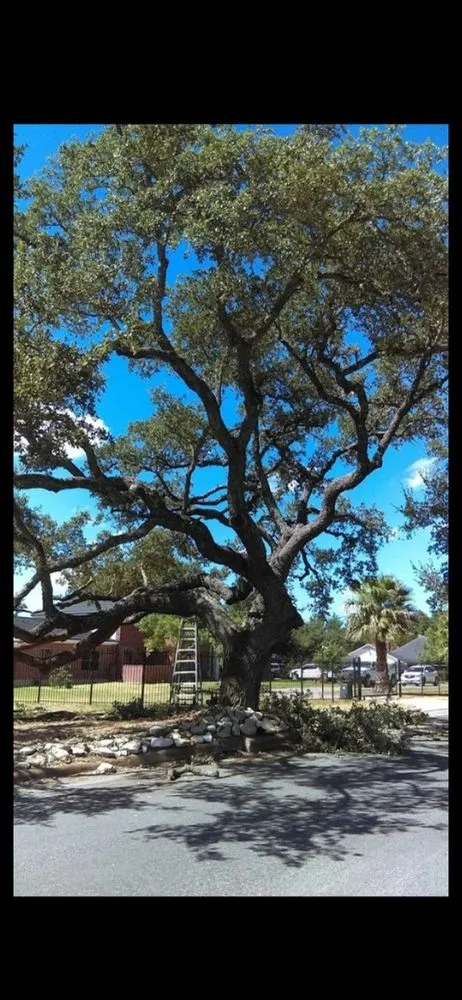Local landscape installation with custom design in Schertz, TX by WeCare Tree Care