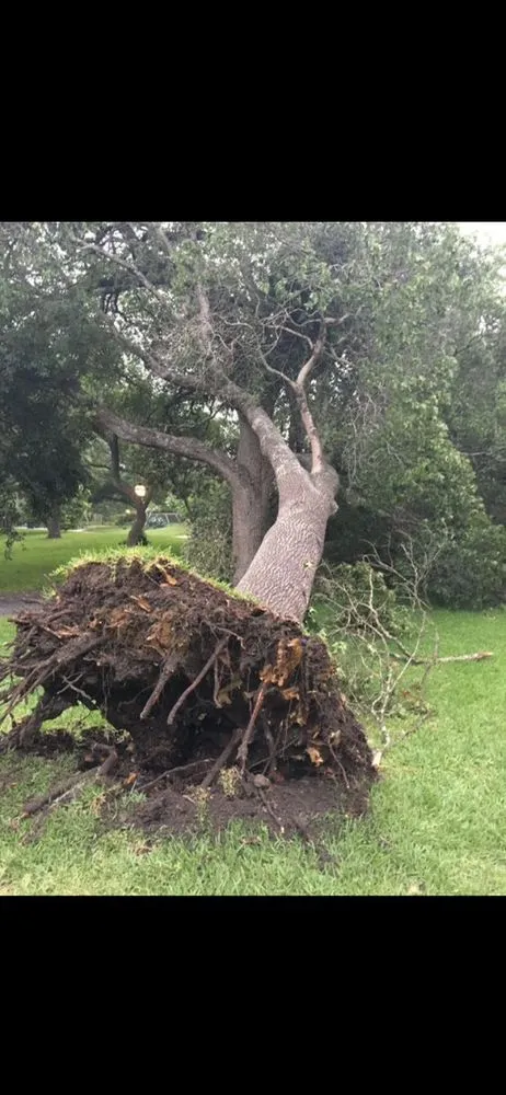 Custom landscaping services near you across Schertz, TX - WeCare Tree Care