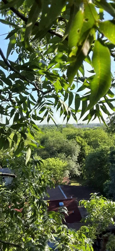 Expert residential landscaping for outdoor upgrades across Schertz, TX - WeCare Tree Care