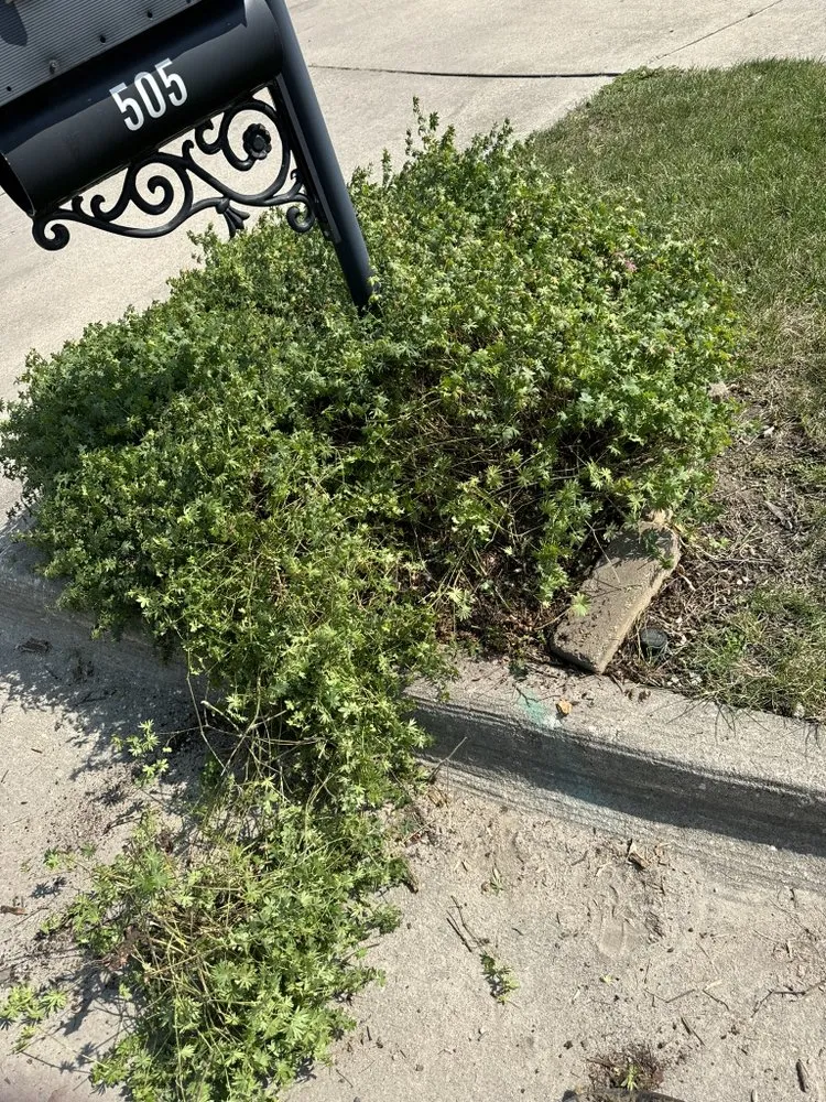 Custom lawn care service in Perry, IA by WeCSolutions