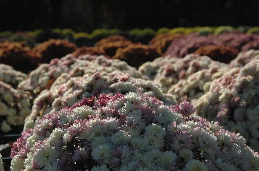 Affordable lawn care service for year-round maintenance in Glen Mills, PA by Wedgewood Gardens