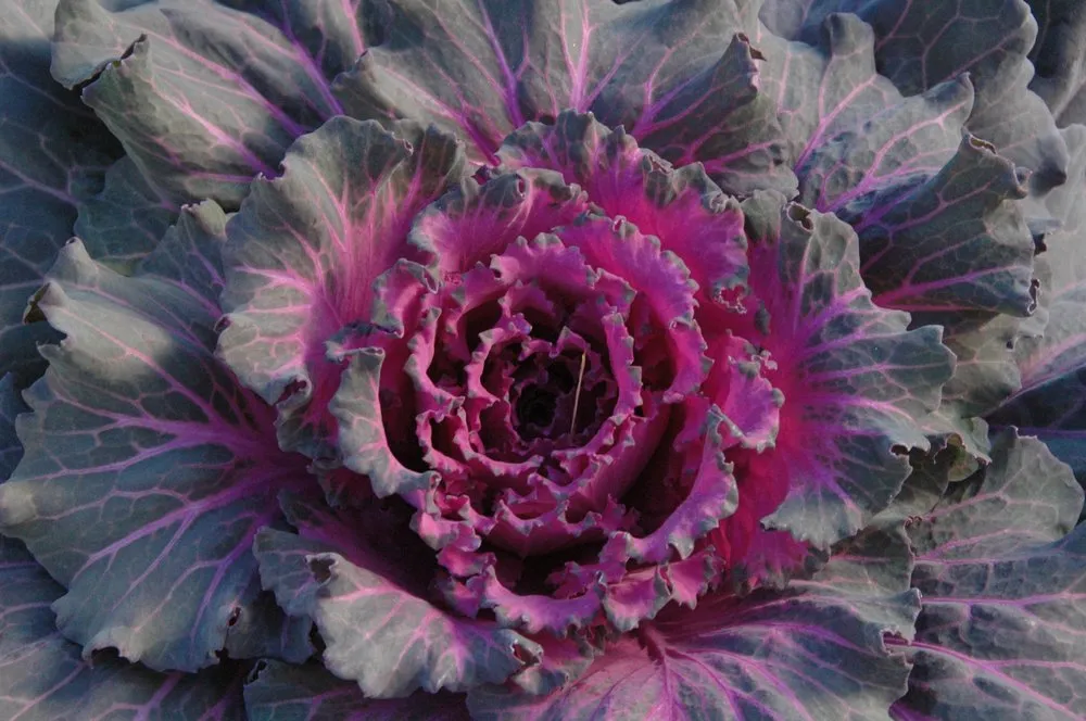Local landscape design near you in Glen Mills, PA by Wedgewood Gardens