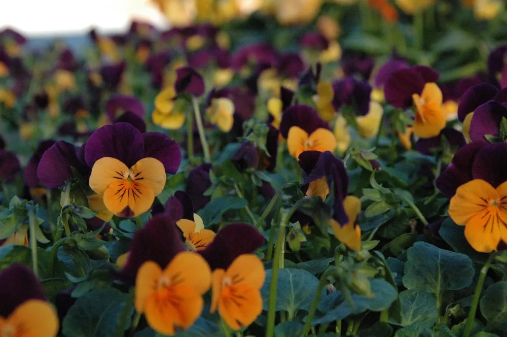 Trusted landscaping services for residential properties in Glen Mills, PA by Wedgewood Gardens