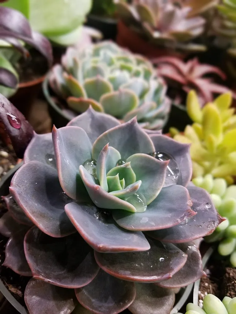 Reliable landscaping services for year-round maintenance in Glen Mills, PA by Wedgewood Gardens