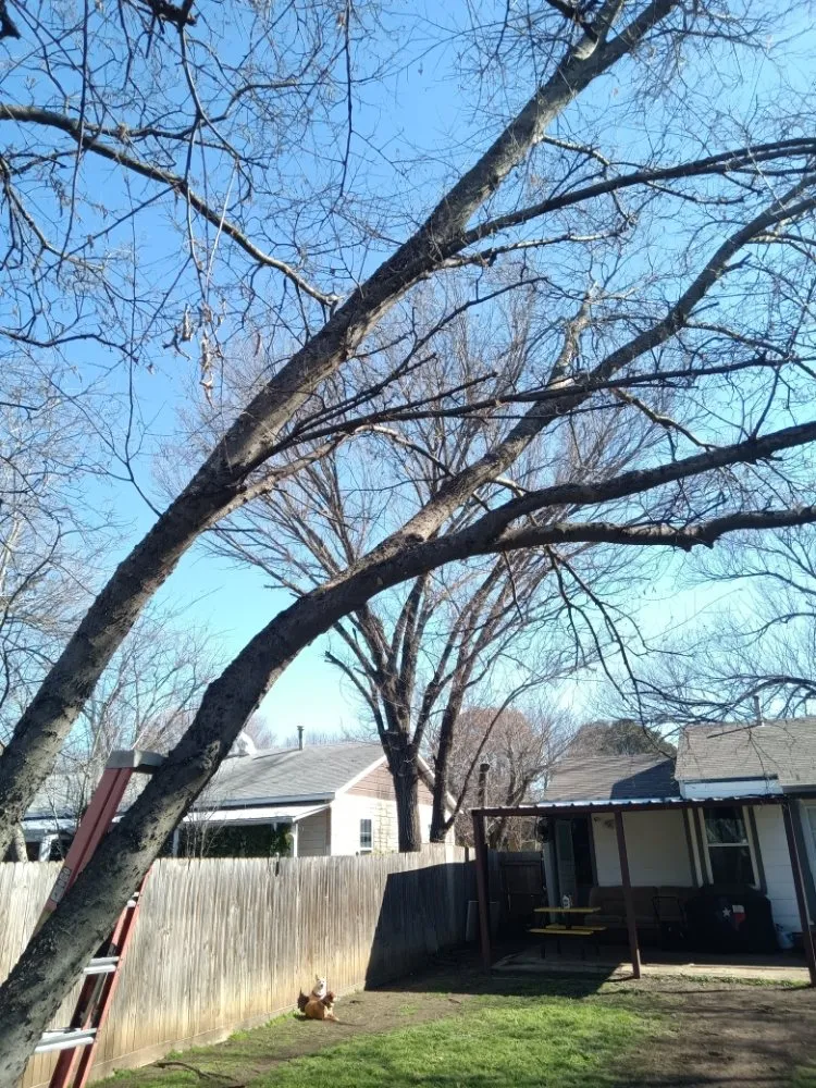 Affordable yard maintenance experts serving Fort Worth, TX - Wedgeworth Services