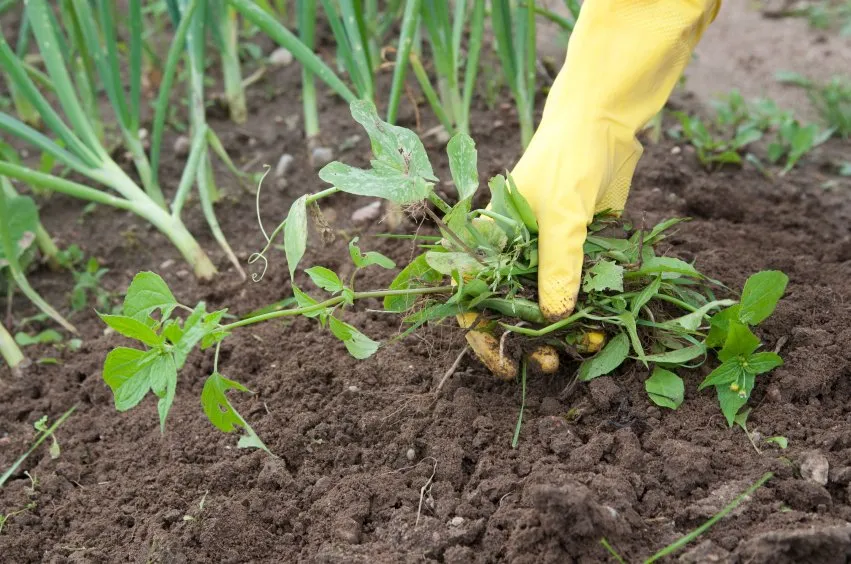 Reliable outdoor landscaping near you across Liberty Township, OH - Weed Control