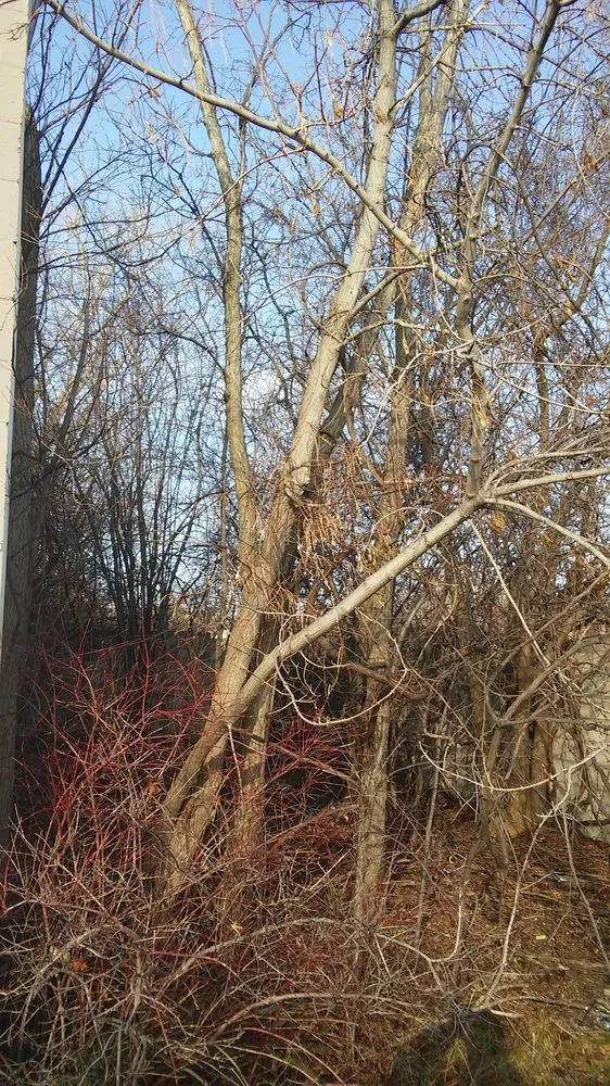 Custom landscape installation experts serving Taylor, MI - Weed Eraser