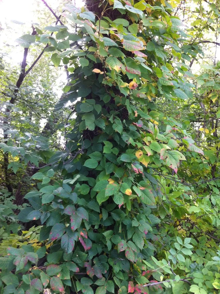 Local landscaping services in Taylor, MI - Weed Eraser