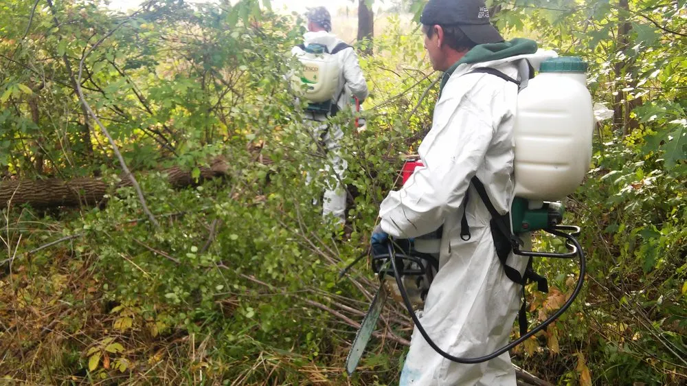 Trusted outdoor landscaping experts serving Taylor, MI - Weed Eraser