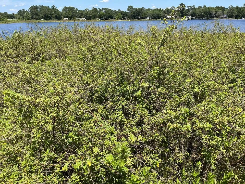 Reliable residential landscaping for year-round maintenance in Leesburg, FL by Weed Free Lakes