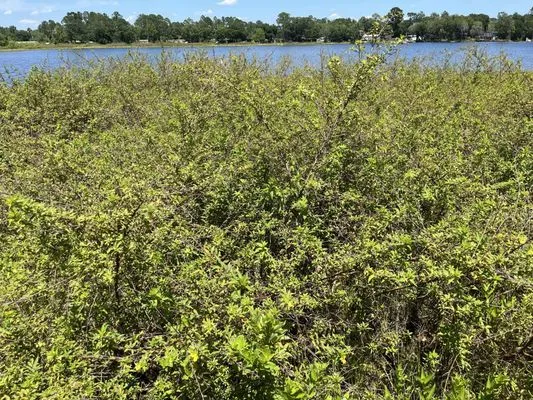 Weed Free Lakes Logo