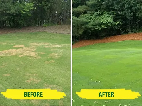 Expert yard cleanup service near you across Ann Arbor, MI - Weed Man