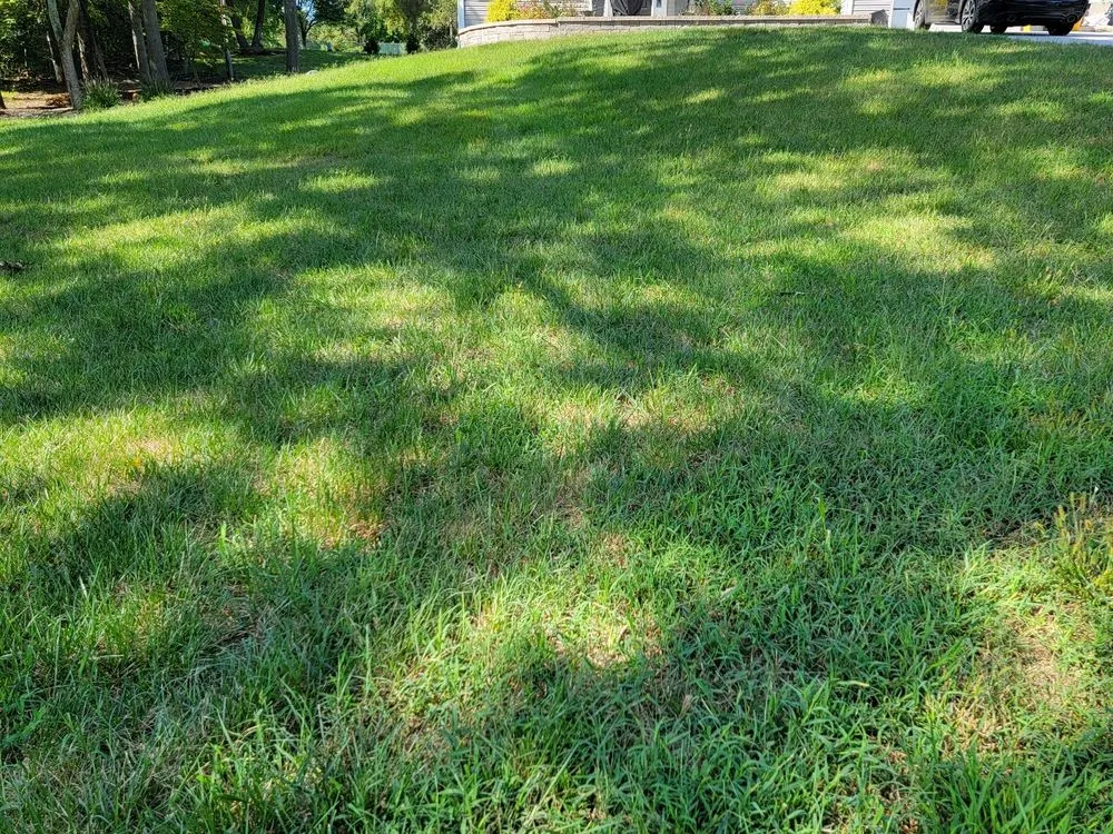 Reliable yard cleanup service in Annapolis, MD by Weed Man