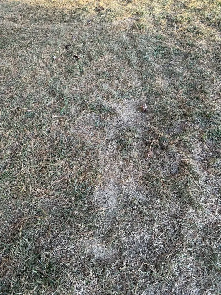 Expert yard cleanup service for outdoor upgrades in Annapolis, MD by Weed Man