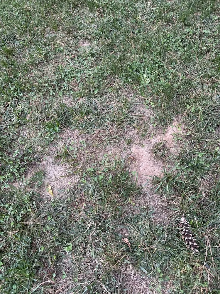 Local landscape design in Annapolis, MD - Weed Man