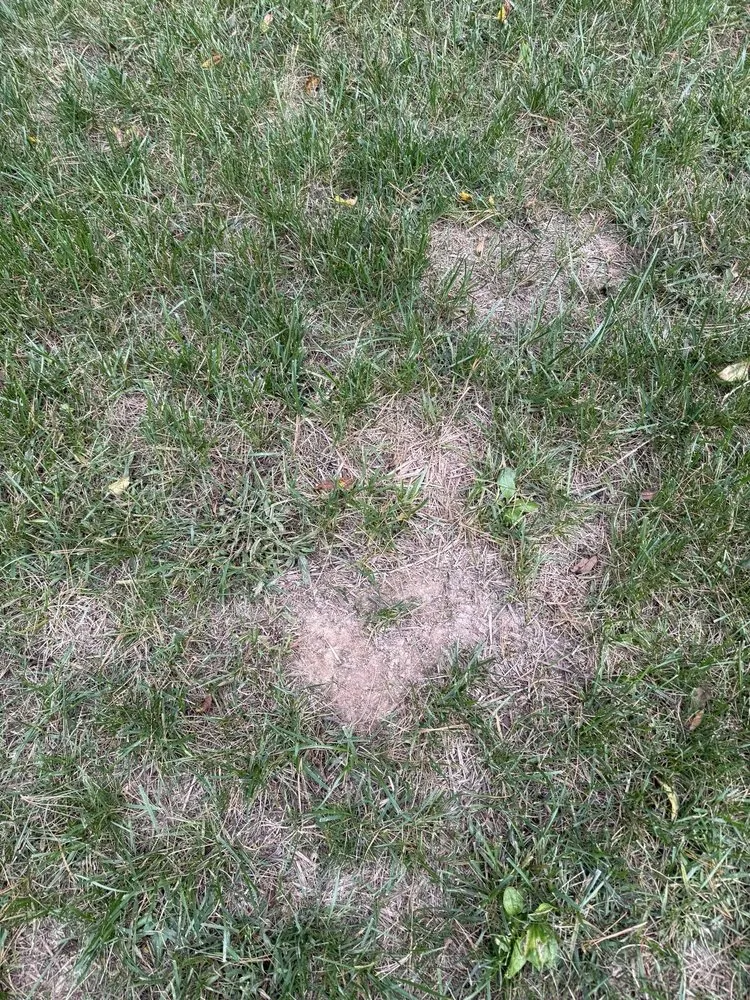 Affordable outdoor landscaping in Annapolis, MD by Weed Man