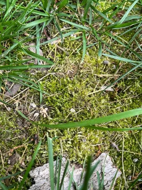 Expert landscaping services with custom design in Annapolis, MD by Weed Man