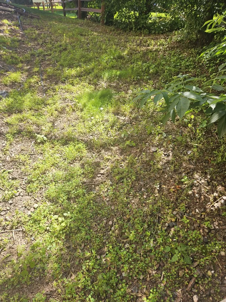 Reliable landscaping services in Burnsville, MN by Weed Man