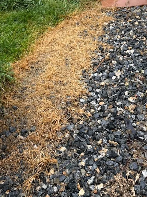 Local yard cleanup service experts serving Centennial, CO - Weed Man