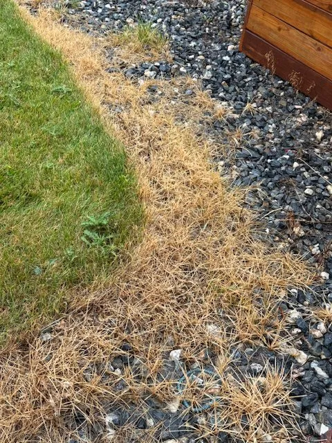 Custom lawn care service in Centennial, CO by Weed Man