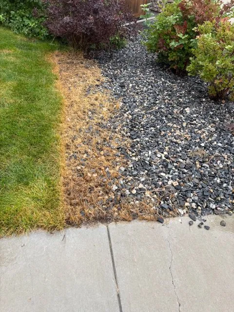 Affordable yard cleanup service in Centennial, CO - Weed Man
