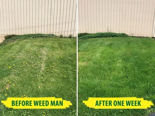 Top-rated lawn care service in Columbia, MO by Weed Man