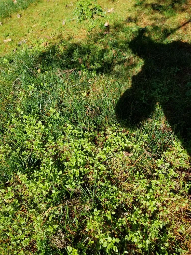 Top-rated landscape design in Denver, NC by Weed Man