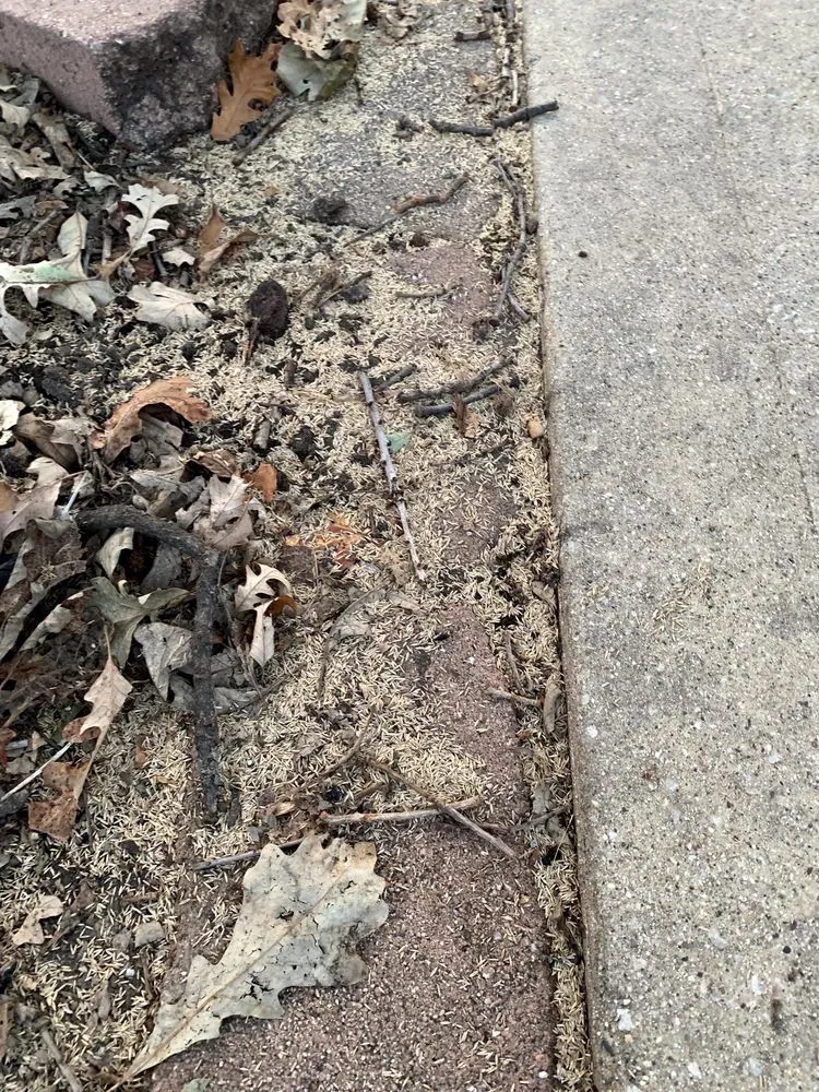 Reliable lawn mowing service for year-round maintenance across East Dundee, IL - Weed Man