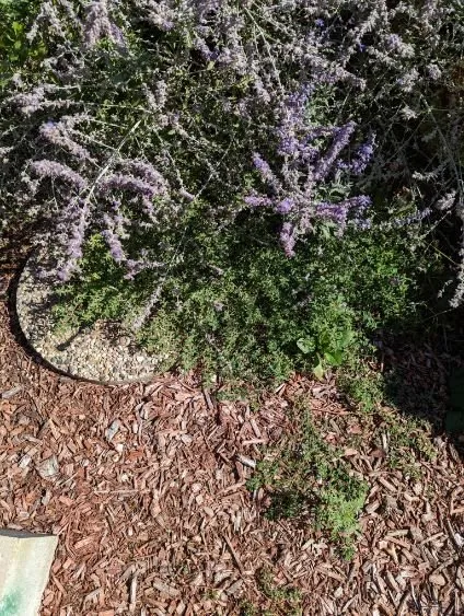 Affordable residential landscaping for beautiful yards across East Dundee, IL - Weed Man