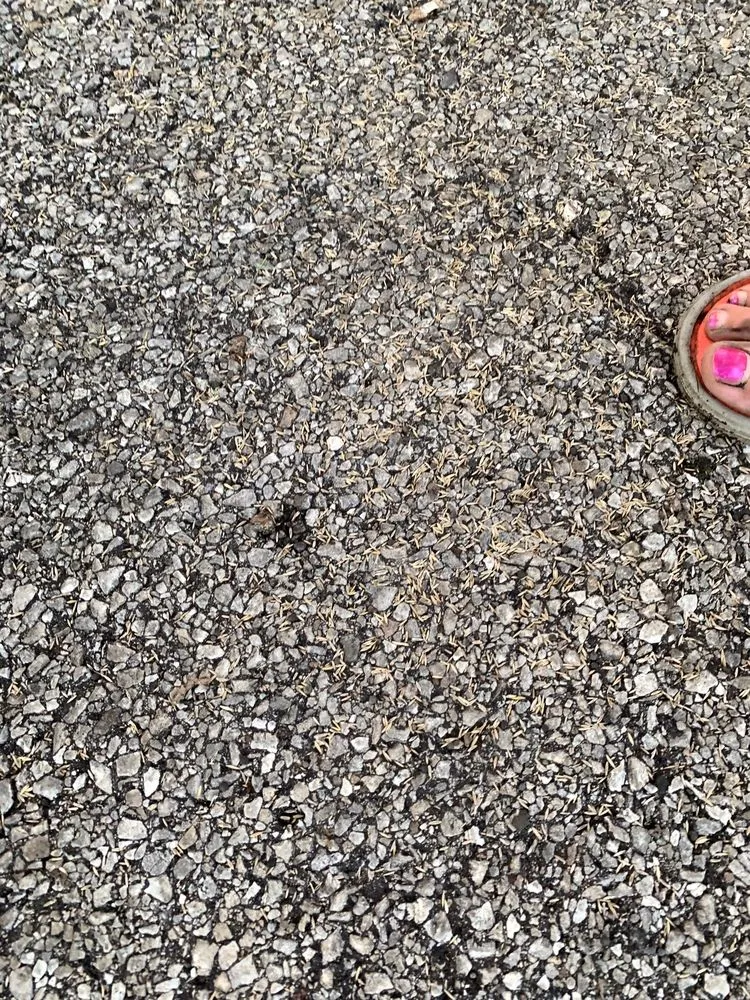 Local lawn care service in East Dundee, IL - Weed Man