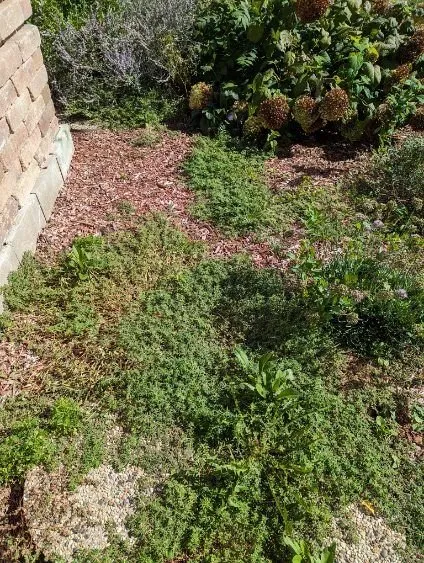 Custom lawn care service in East Dundee, IL - Weed Man