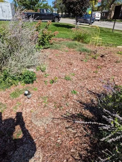 Local landscaping services experts serving East Dundee, IL - Weed Man