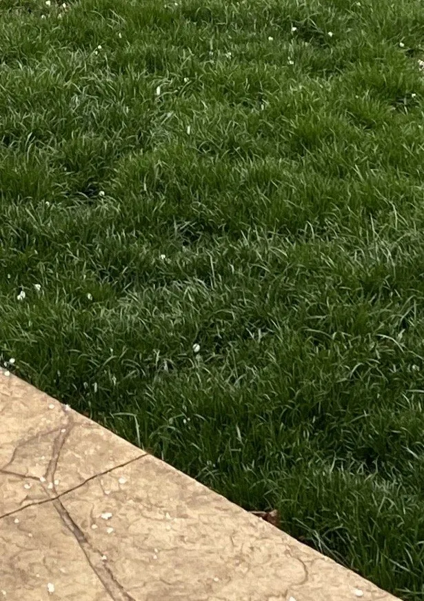 Top-rated garden landscaping for year-round maintenance across East Dundee, IL - Weed Man