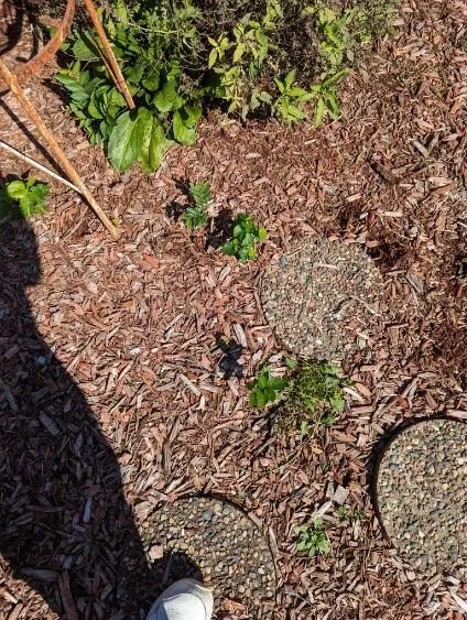 Local landscaping services for year-round maintenance across East Dundee, IL - Weed Man