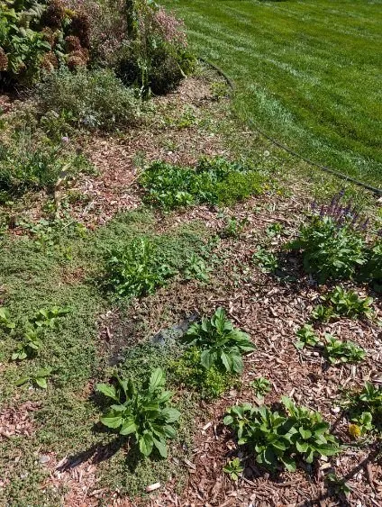 Local outdoor landscaping for residential properties across East Dundee, IL - Weed Man