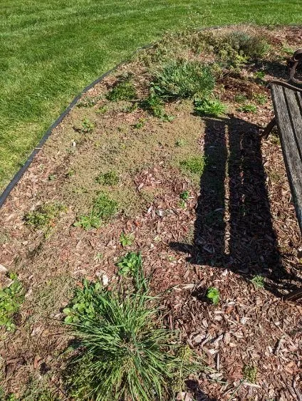 Trusted yard cleanup service experts serving East Dundee, IL - Weed Man