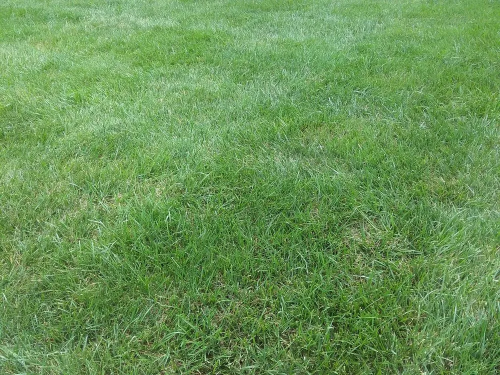 Trusted yard cleanup service for year-round maintenance in Fairfax, VA by Weed Man