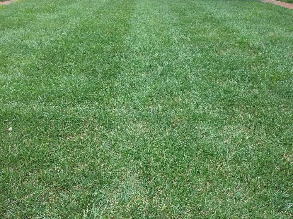 Local lawn care service in Fairfax, VA - Weed Man